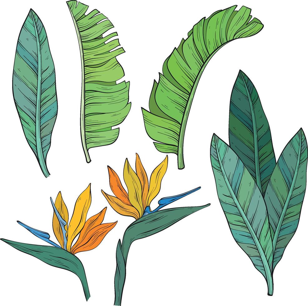 Set of tropical bird of paradise flowers and leaves of Strelitzia Reginae sketch. vector