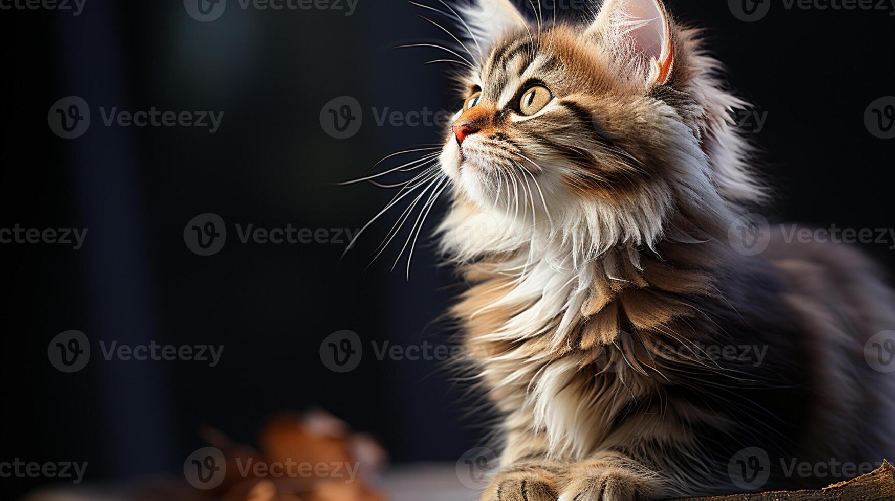 Baby cat lazy time funny kitten playful little paw photo