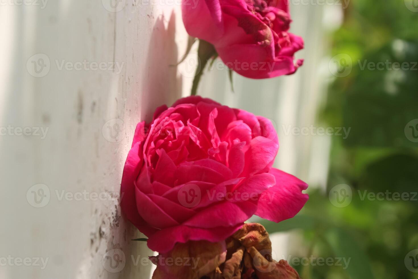 red roses that bloom perfectly in the garden, romantic roses photo