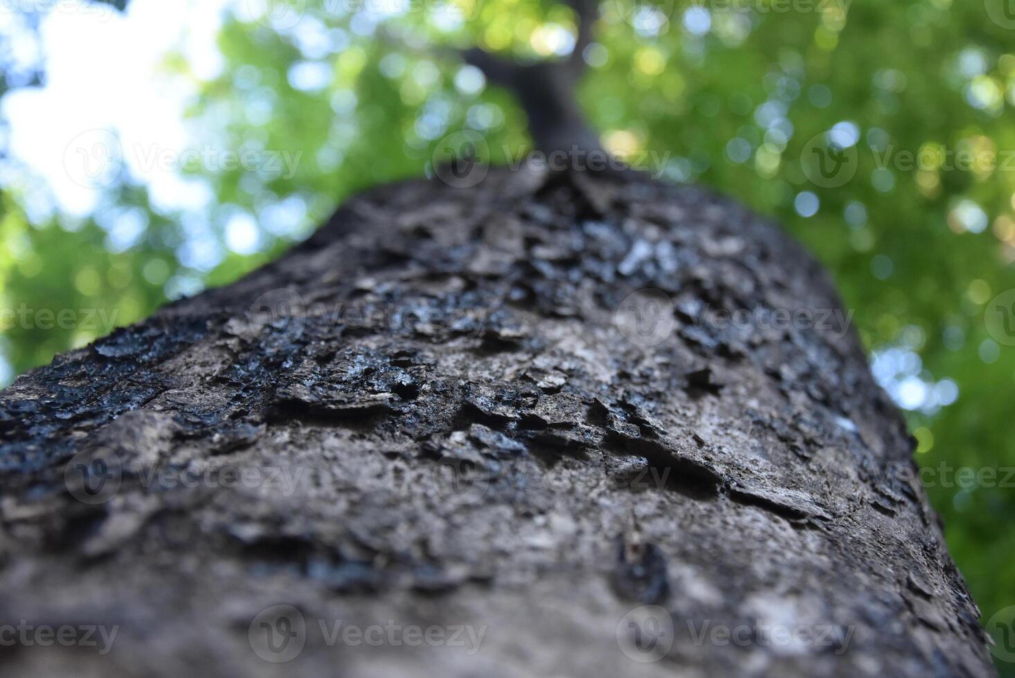 A fantastic large tree trunk grows inside the stump of a giant rain tree, looking up at the sky view of sunlight shining through the green branches under the large tree trunk. Focus on the tree trunk. photo