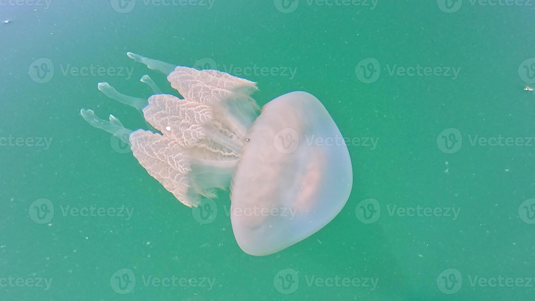 Big jellyfish in the Sea, Rhizostoma pulmo, Rhizostomatidae, floating in the water. Clear azure water surface with sun glare. Abstract nautical nature, slow motion photo