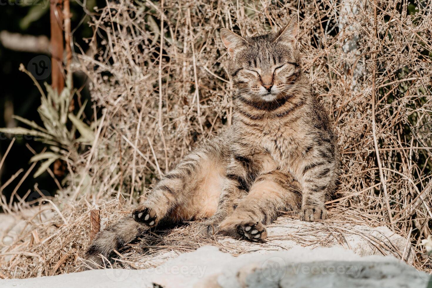 A cute happy grey tabby kitten lies and rests on the floor of the park in the rays of sunlight, looks at the camera, wiggles its ears and enjoys the morning sun. photo