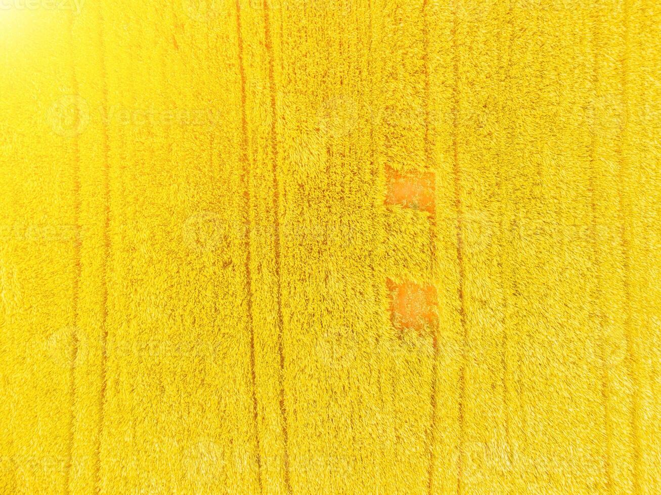Aerial view on green wheat field in countryside. Field of wheat blowing in the wind on sunset. Young and green Spikelets. Ears of barley crop in nature. Agronomy, industry and food production. photo