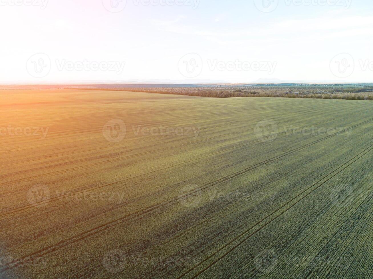 Aerial view on green wheat field in countryside. Field of wheat blowing in the wind on sunset. Young and green Spikelets. Ears of barley crop in nature. Agronomy, industry and food production. photo