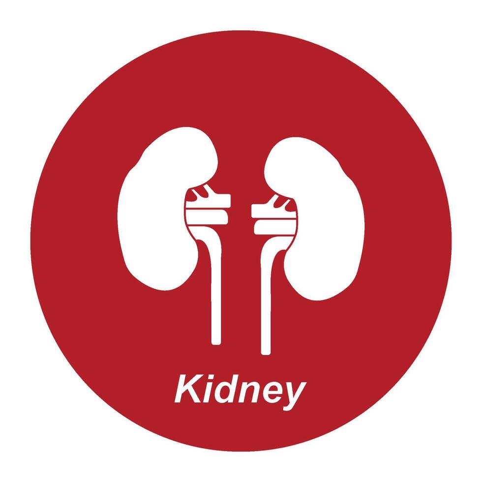 Kidney icon design vector