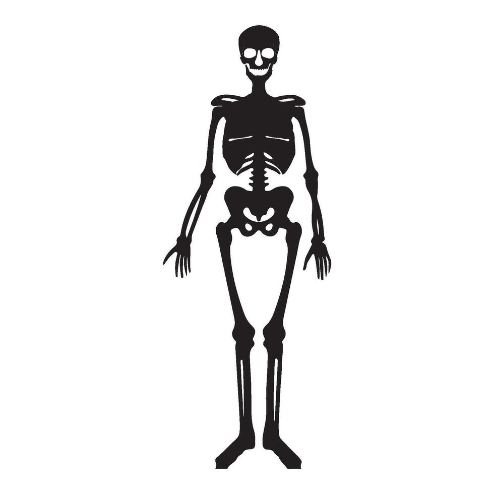 Human skeleton icon vector