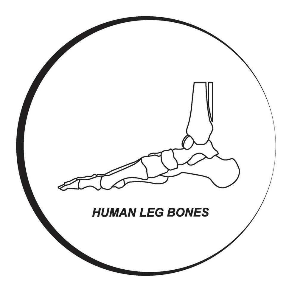 Human leg bones icon vector