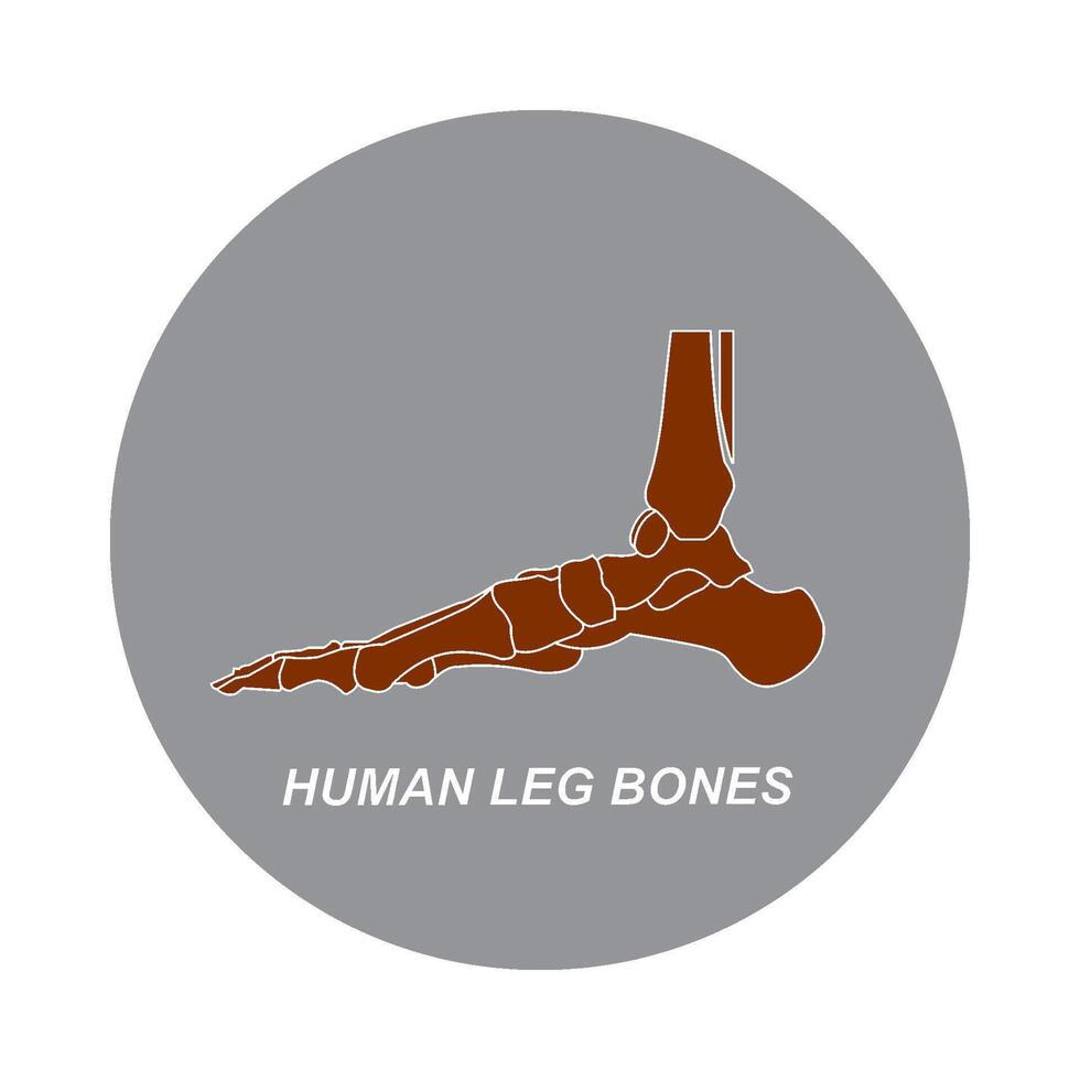 Human leg bones icon vector