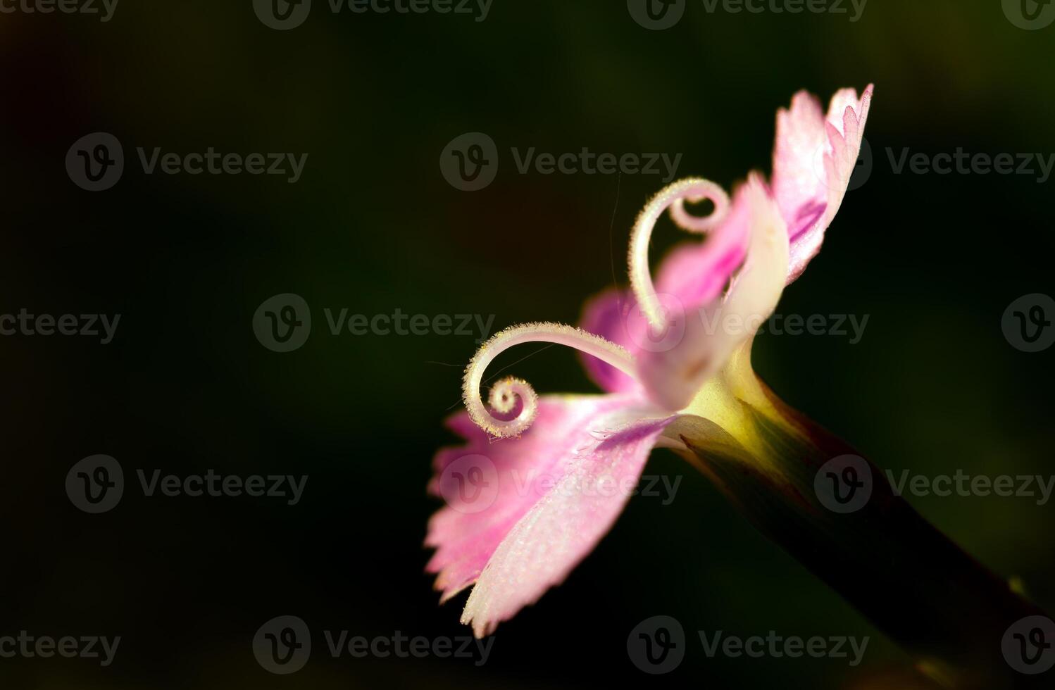 several soft pink carnations on a blurred green background with space for an inscription photo