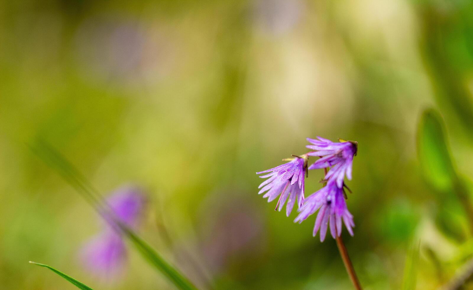 un pequeño púrpura flor es creciente en bosque prado foto