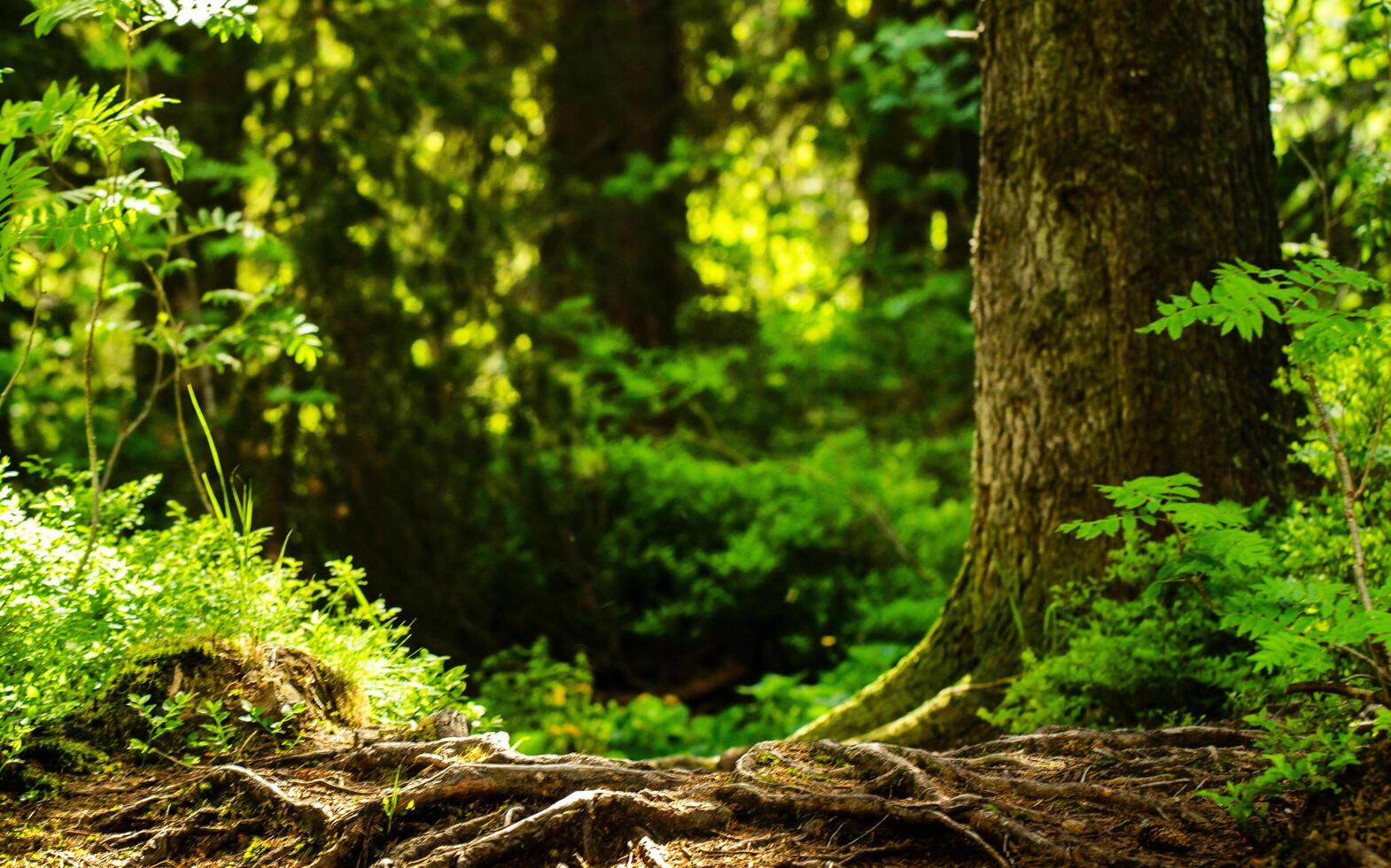 a forest with trees and green grass. tree roots protruding from the ground. like a shelf photo