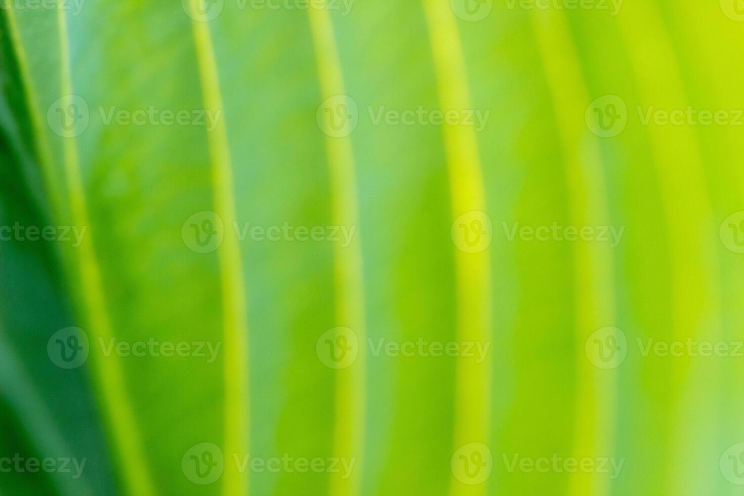 bright green sunny abstract background with golden lines, Eco friendly natural concept photo