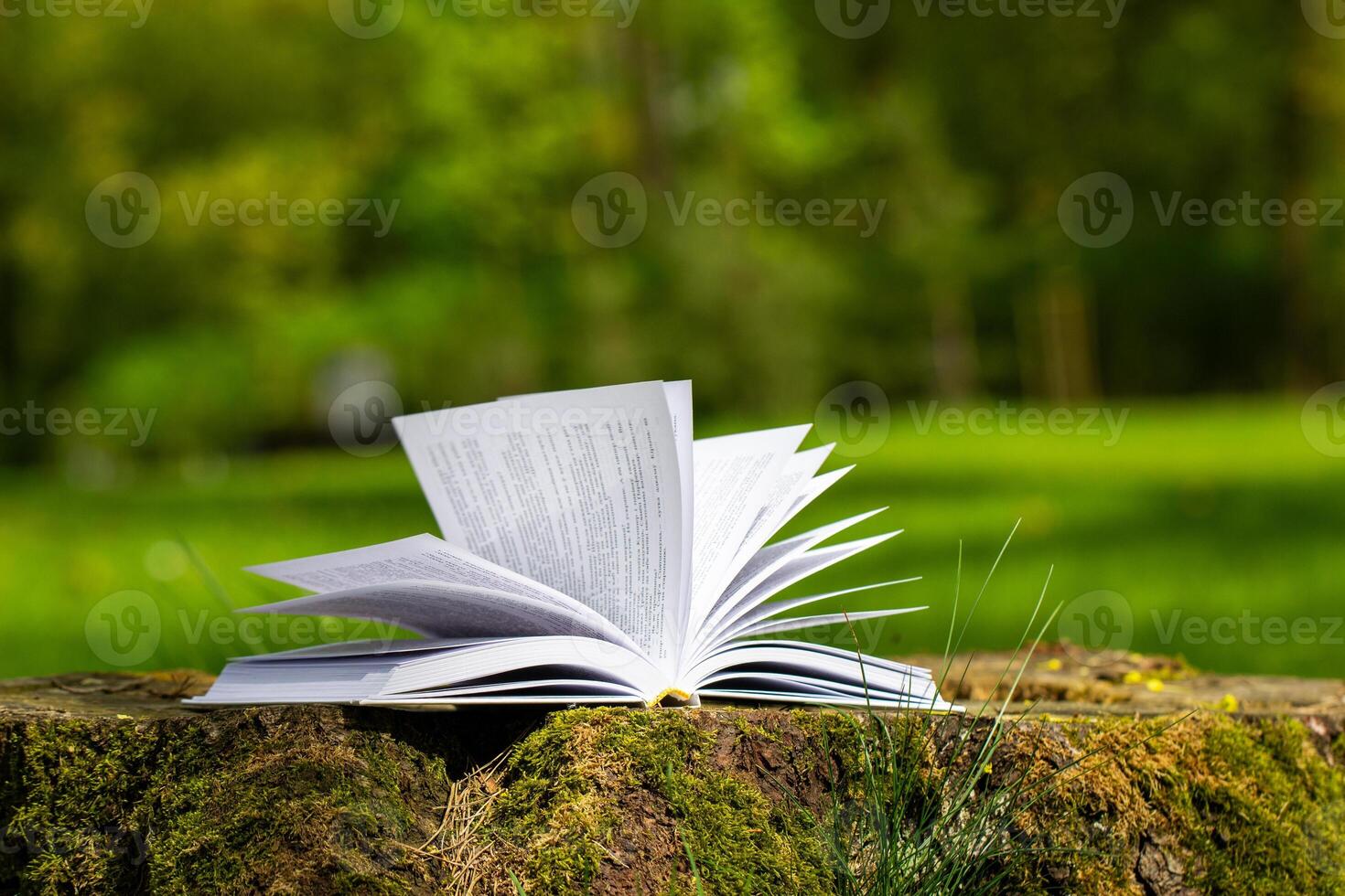 white open book on a tree stump in the park, sunny day, greenery in the background, white pages photo