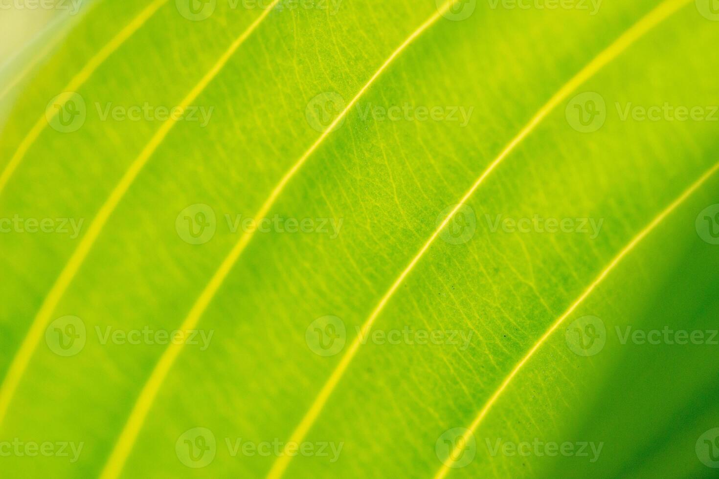 bright green sunny abstract background with golden lines, Eco friendly natural concept photo