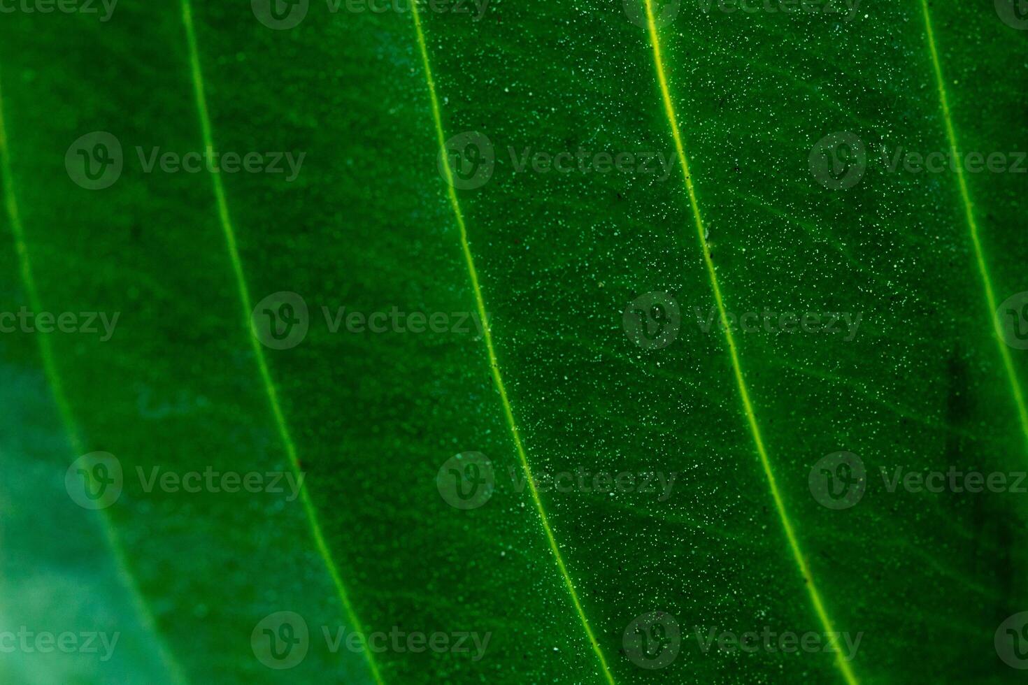 bright green sunny abstract background with golden lines, Eco friendly natural concept photo