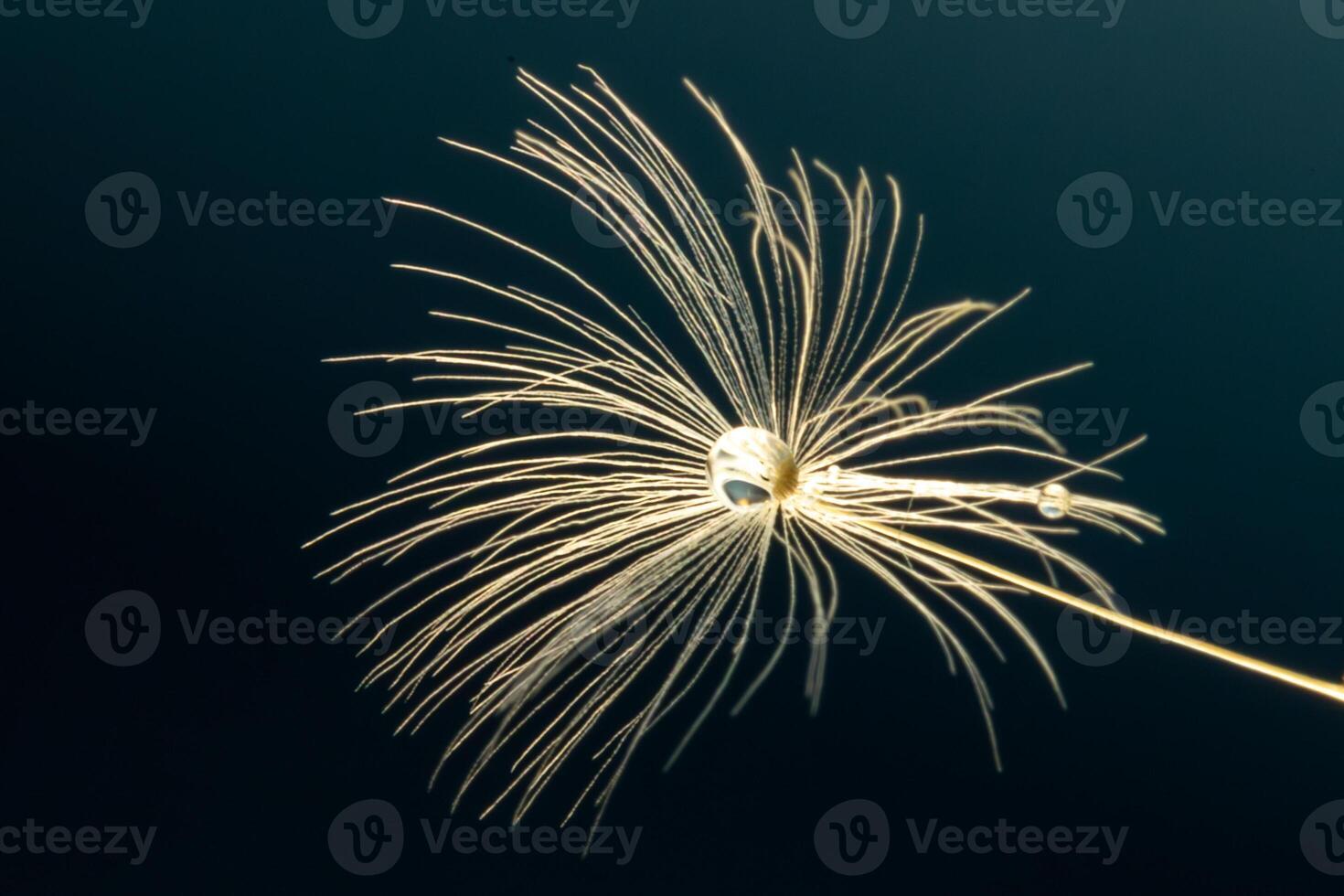 macro photo of flying dandelion fluff on a black background, abstraction, details