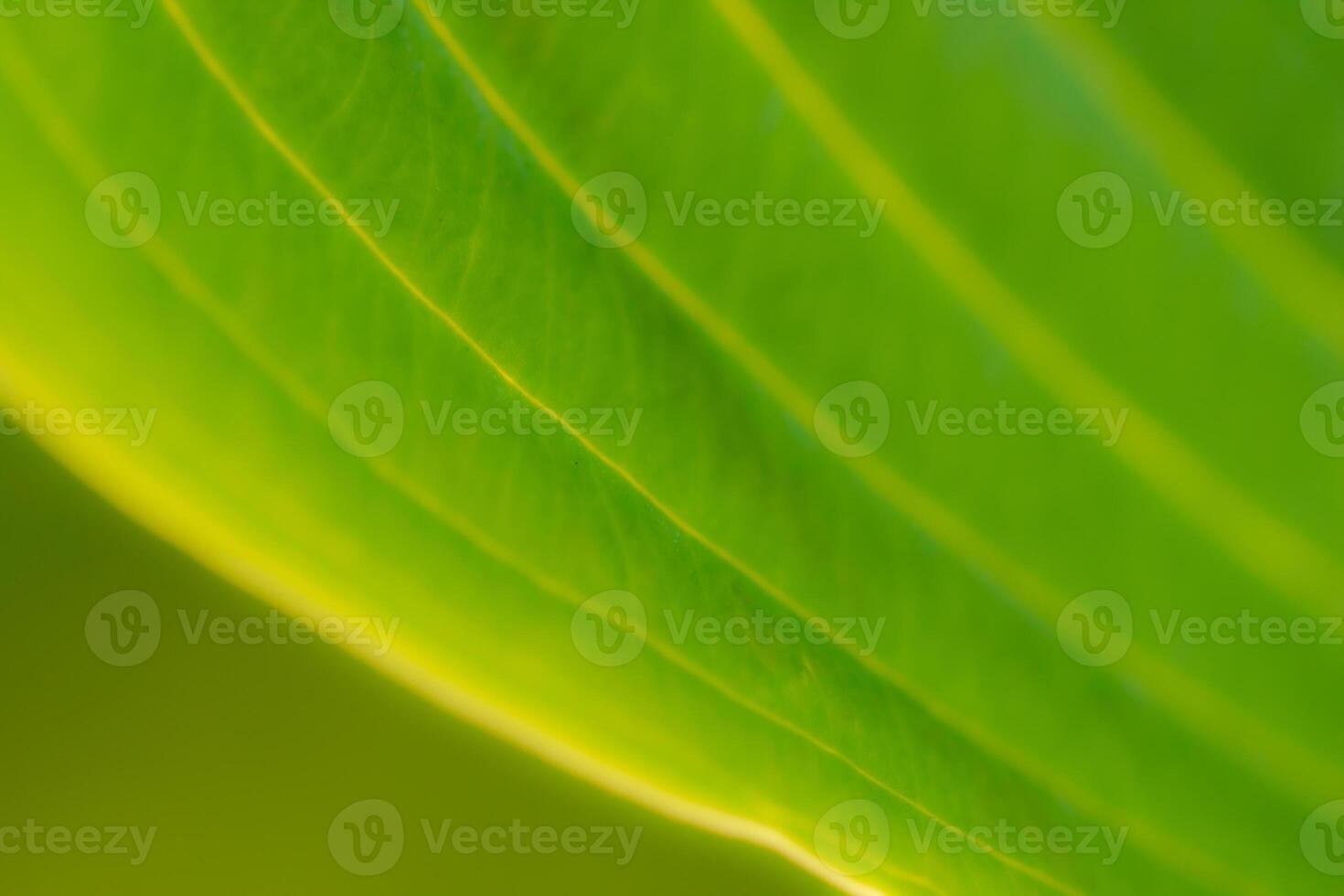 bright green sunny abstract background with golden lines, Eco friendly natural concept photo