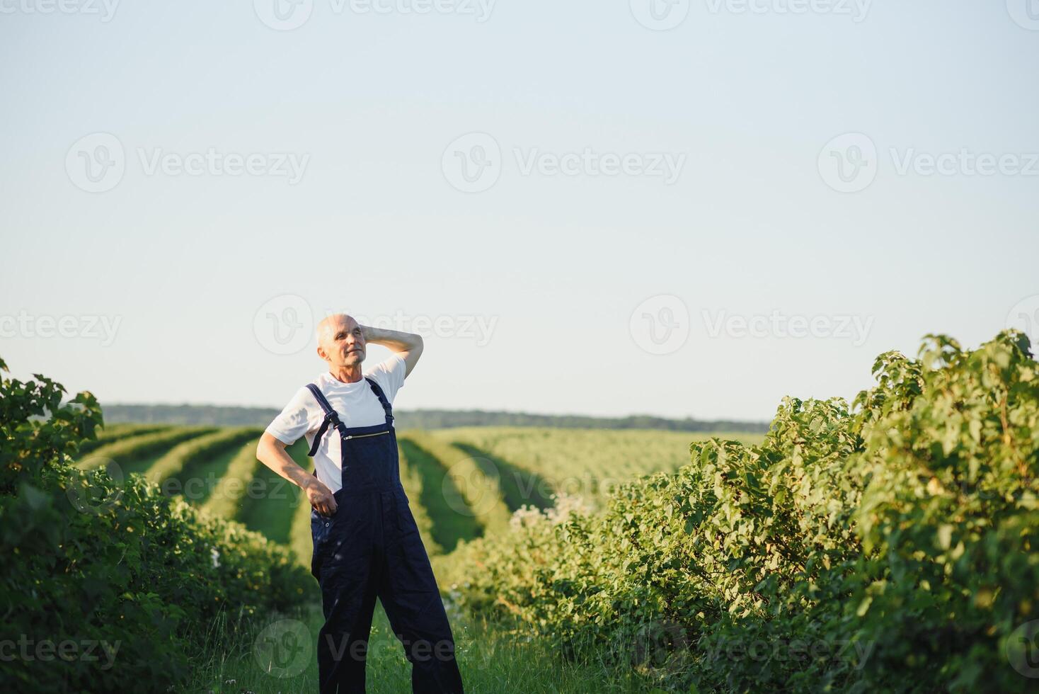 Portrait happy mature older man is smiling. Old senior farmer with white beard. Elderly man standing and looking at camera at field in sunny day. photo