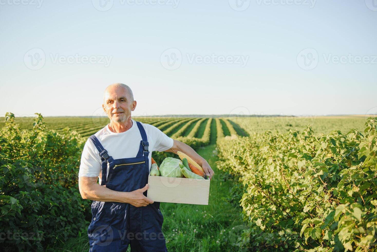 Man with wooden box of vegetables in field. Farming photo