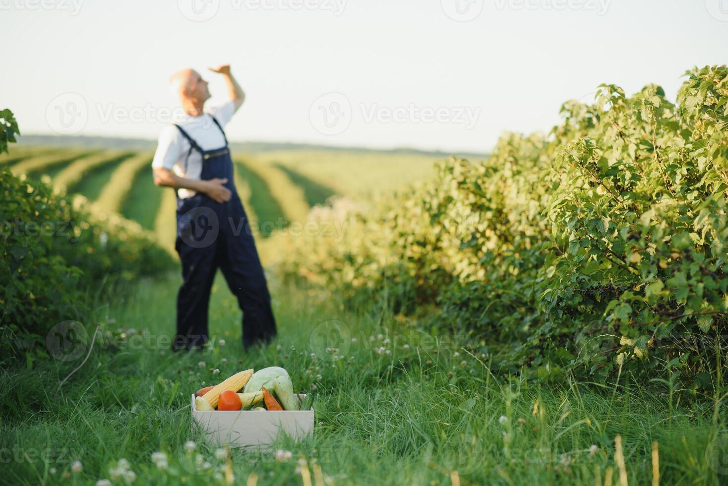 Man with wooden box of vegetables in field. Farming photo