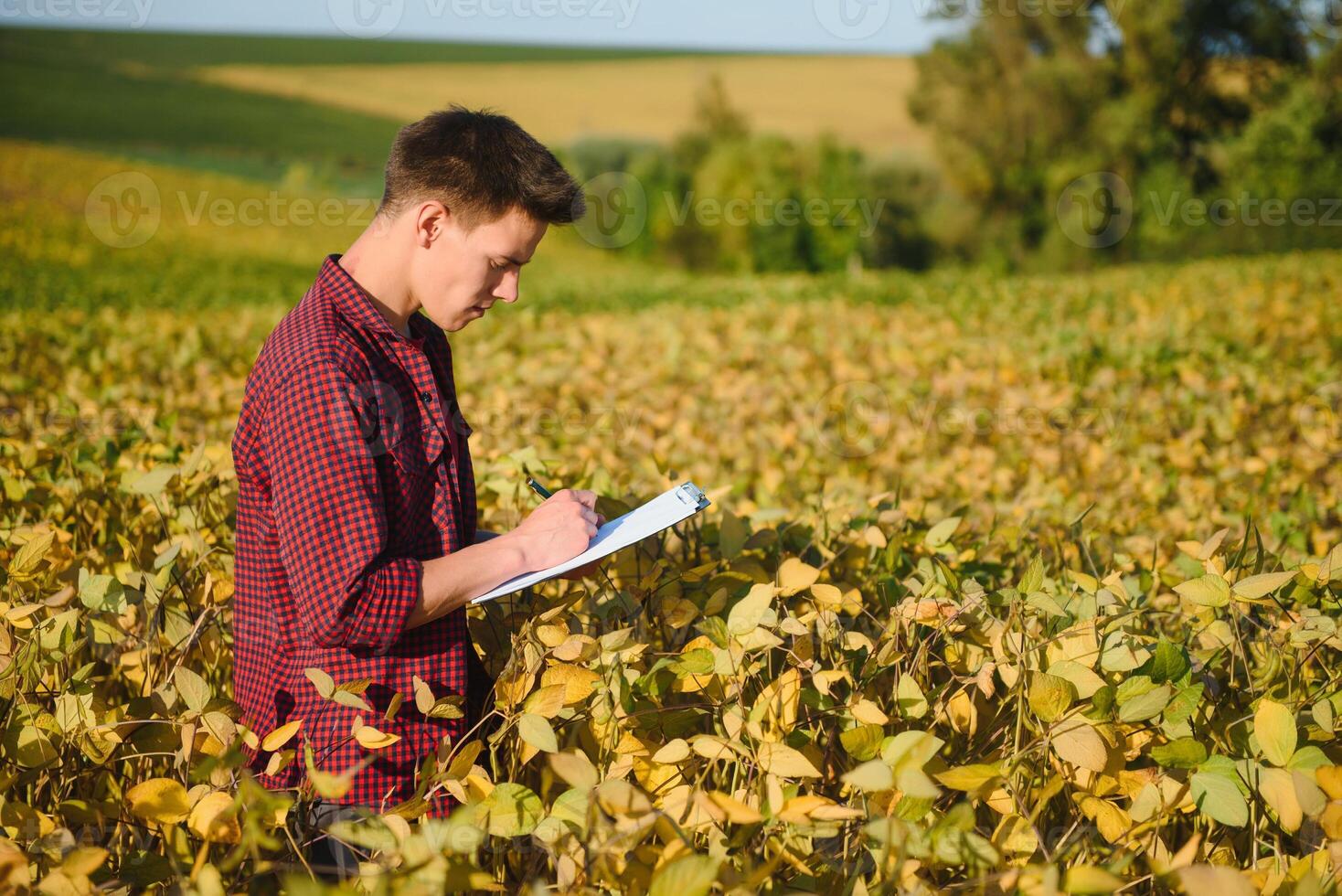 Portrait of young farmer standing in filed examining soybean corp. photo