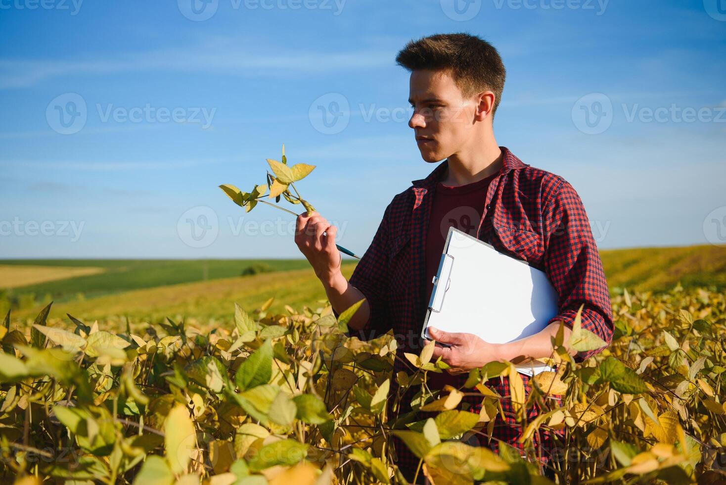 Agronomist inspecting soya bean crops growing in the farm field. Agriculture production concept. young agronomist examines soybean crop on field in summer. Farmer on soybean field photo