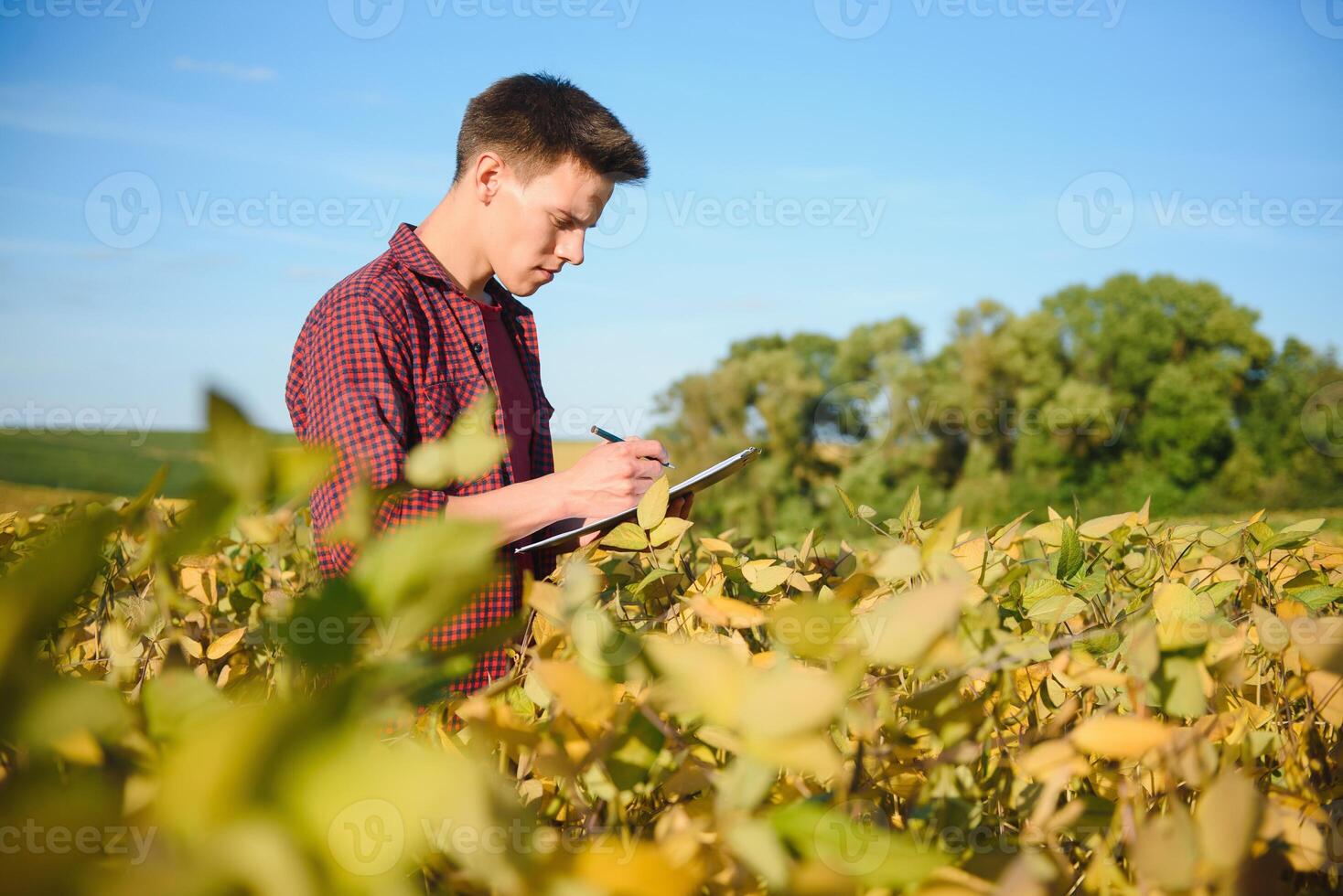 Young farmer in soybean fields photo