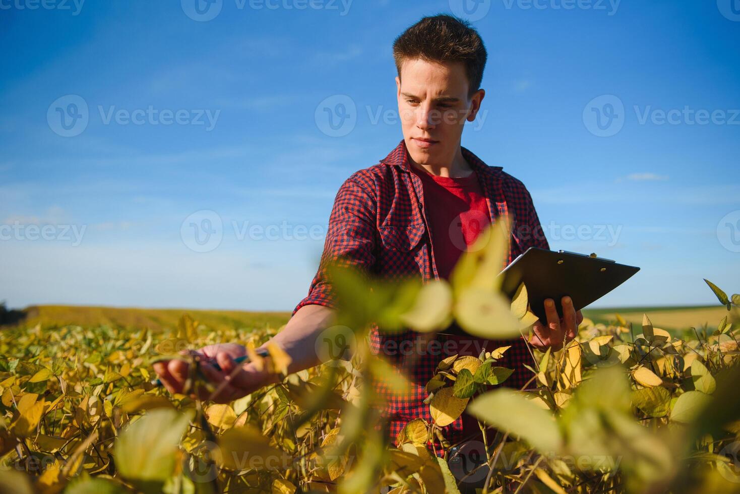 Young farmer in soybean fields photo