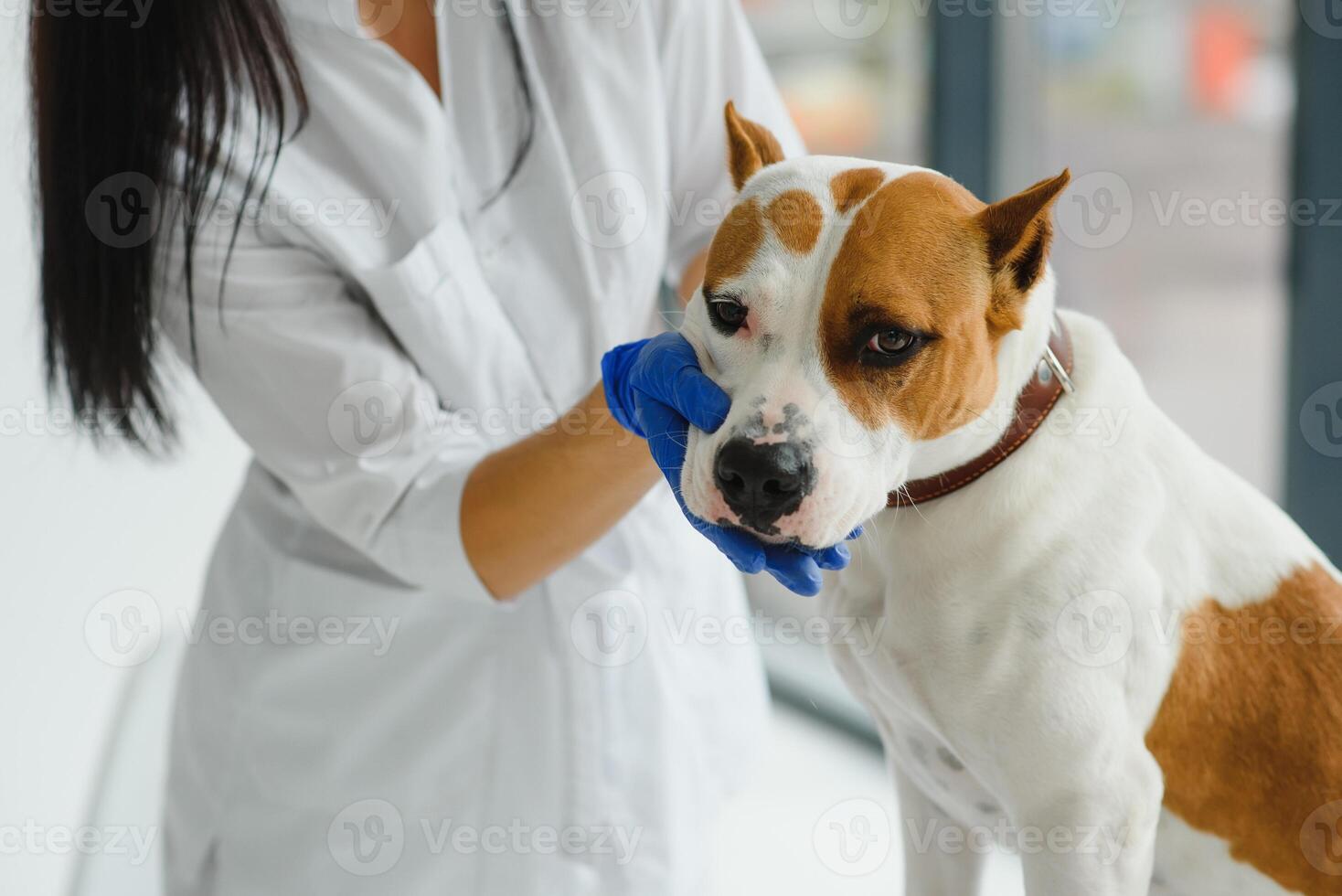 Closeup of dog with female veterinarian in clinic. photo