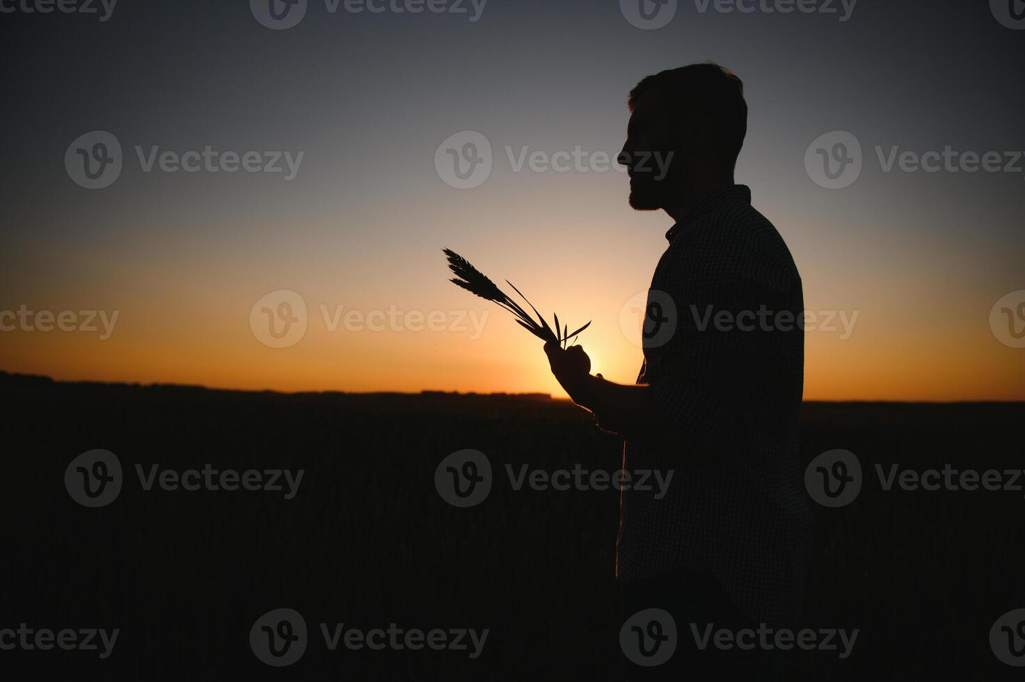 Closeup shot of a man checking the quality of the wheat spikelets on a sunset in the middle of the golden ripen field. Farm worker examines the ears of wheat before harvesting. Agricultural concept photo