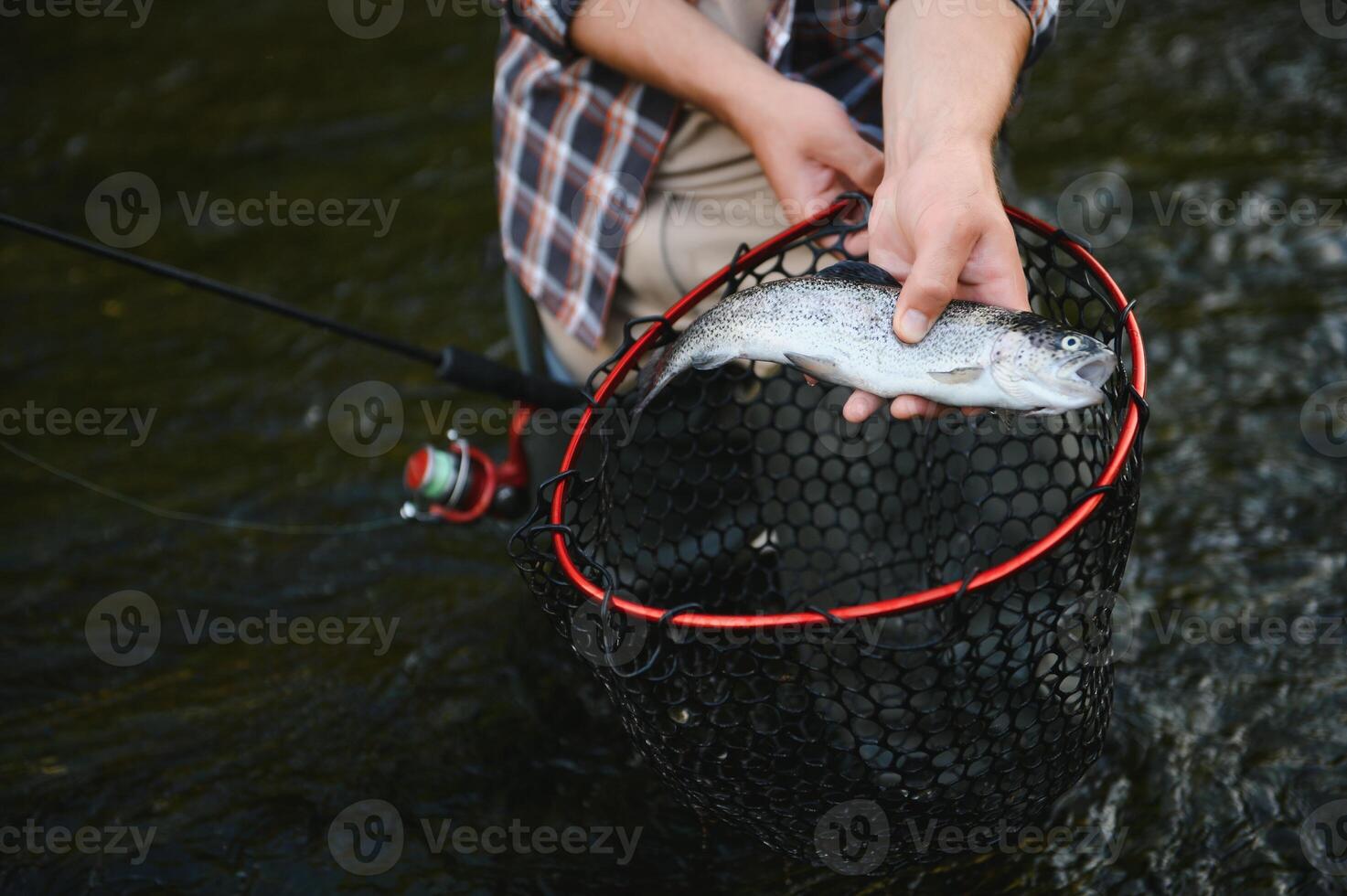 Fisherman picking up big rainbow trout from his fishing net photo