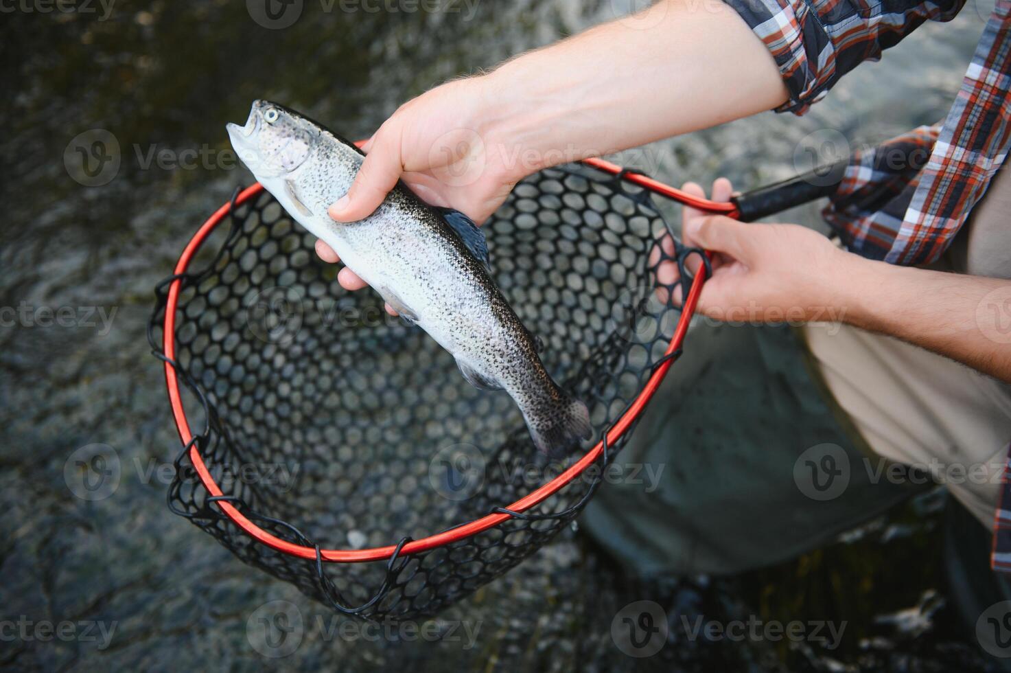 Fisherman picking up big rainbow trout from his fishing net photo