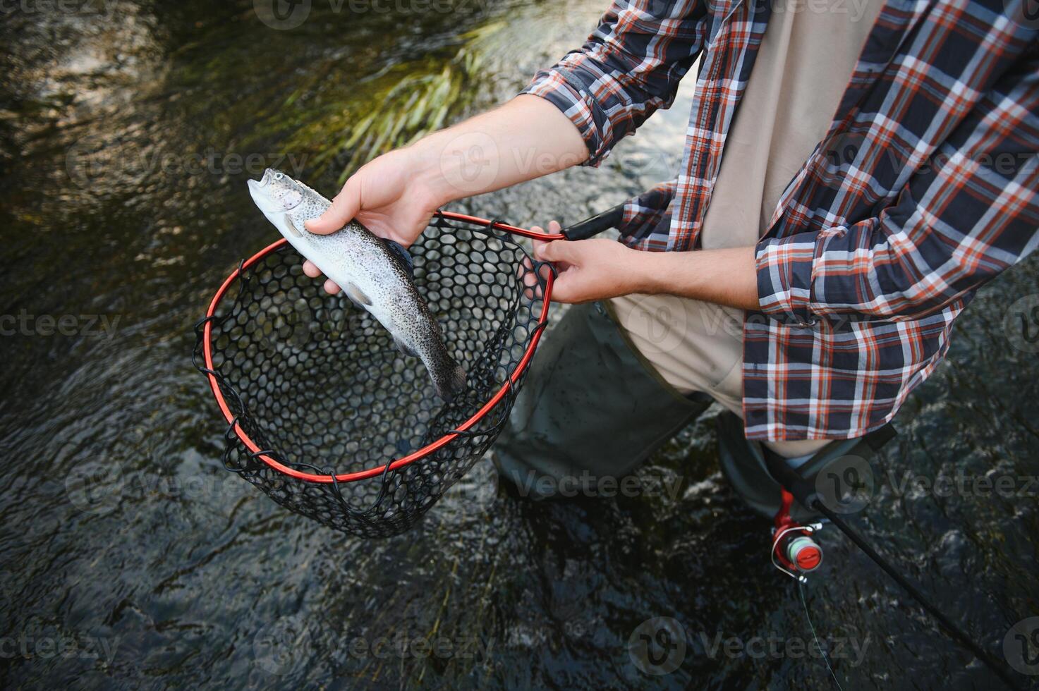 Fisherman picking up big rainbow trout from his fishing net photo