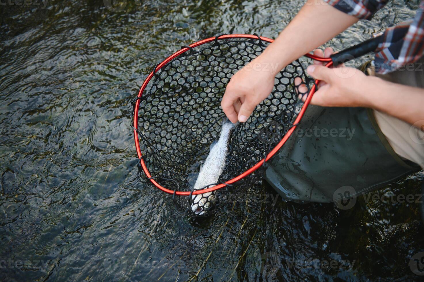 Fisherman picking up big rainbow trout from his fishing net photo