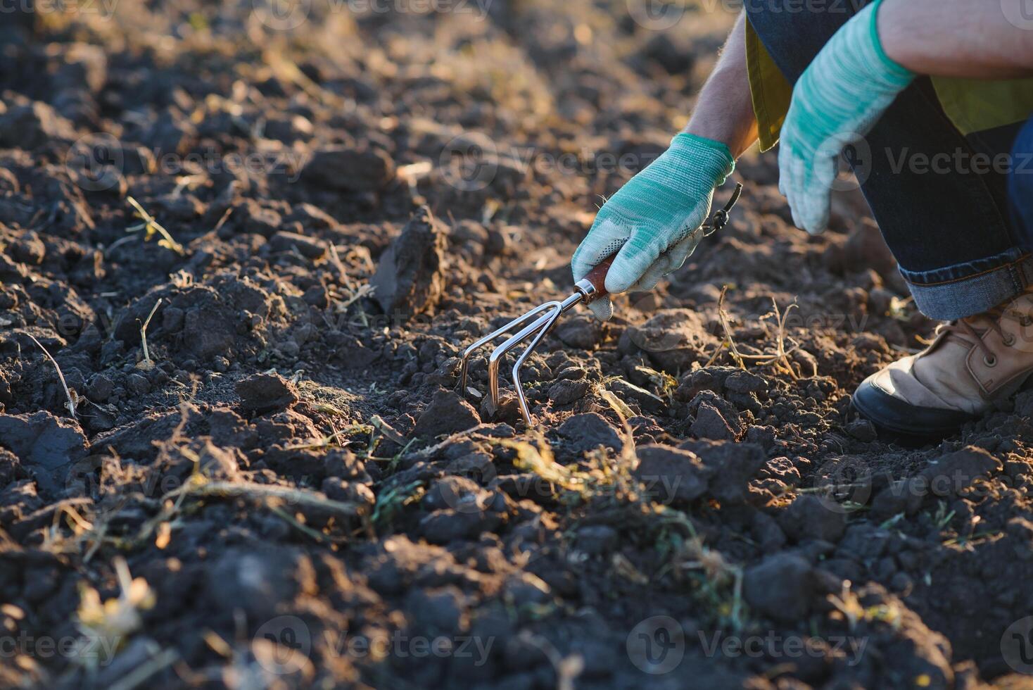 Farmer working in corn field with copy space photo