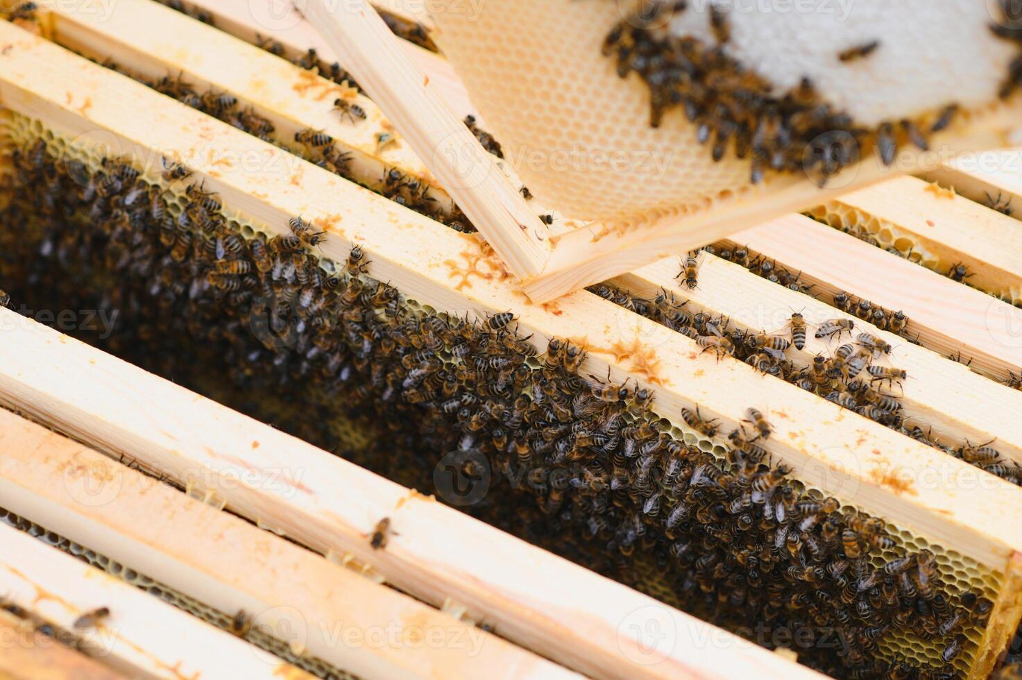 Close up view of the opened hive body showing the frames populated by honey bees photo