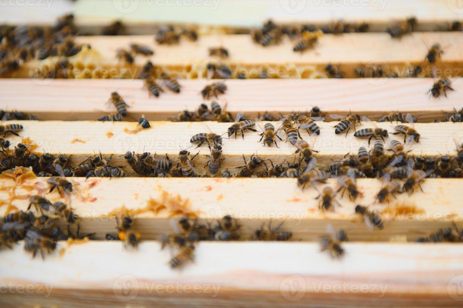 Bees on the honeycomb. Honey cell with bees. Apiculture. Apiary. Wooden beehive and bees. beehive with honey bees, frames of the hive, top view. Soft focus photo