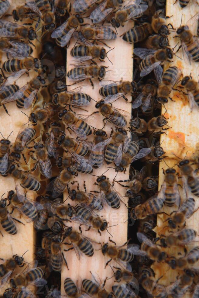 Close up view of the opened hive body showing the frames populated by honey bees photo