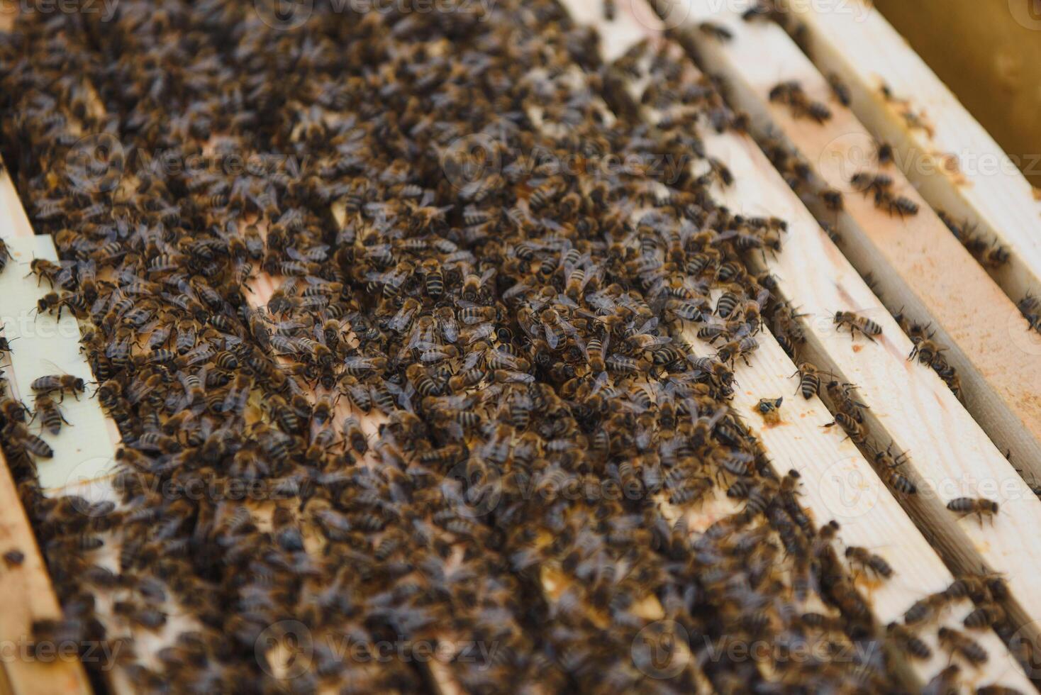 Close up view of the opened hive body showing the frames populated by honey bees photo