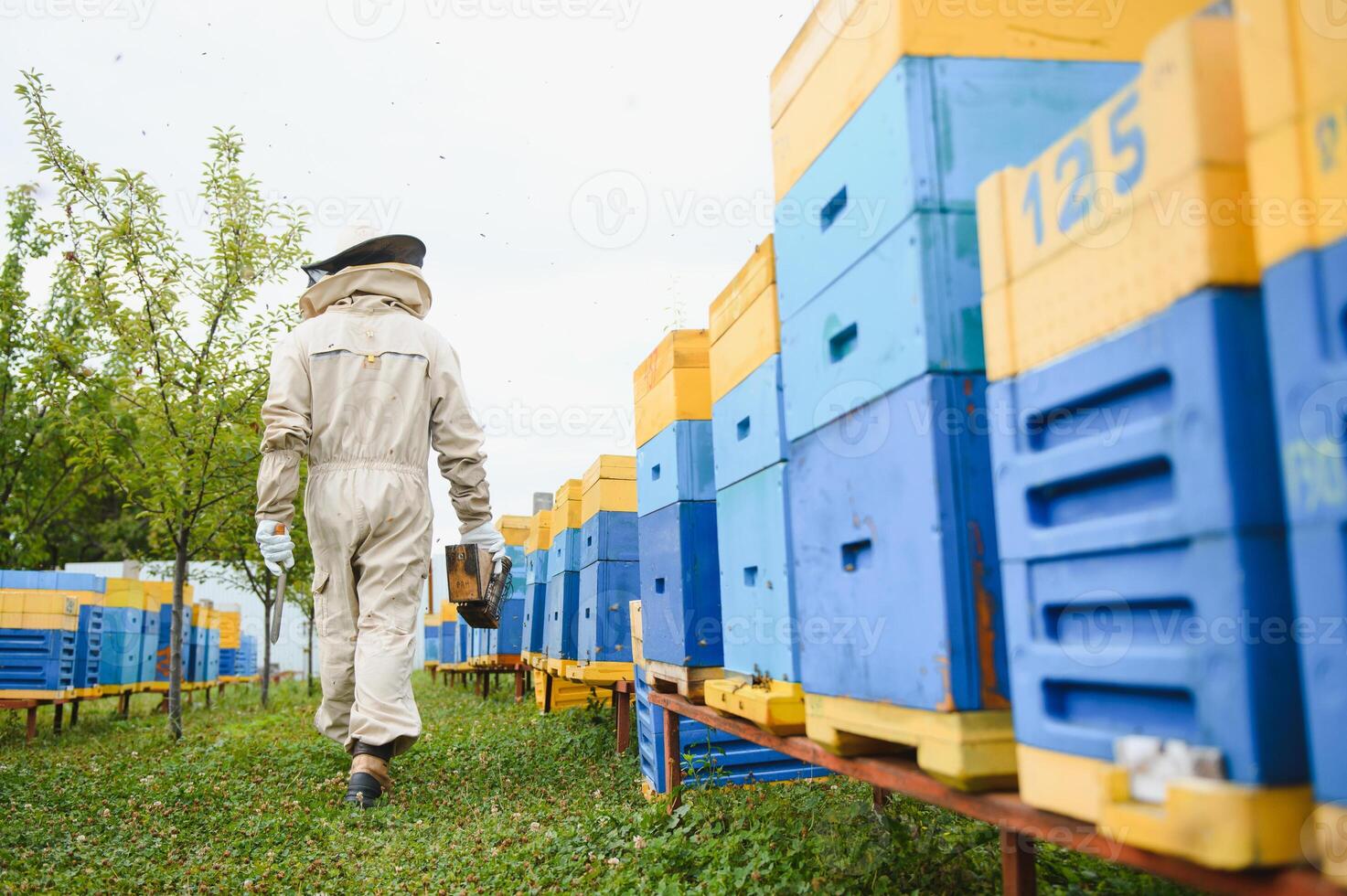 Beekeeper on apiary. Beekeeper is working with bees and beehives on the apiary. photo