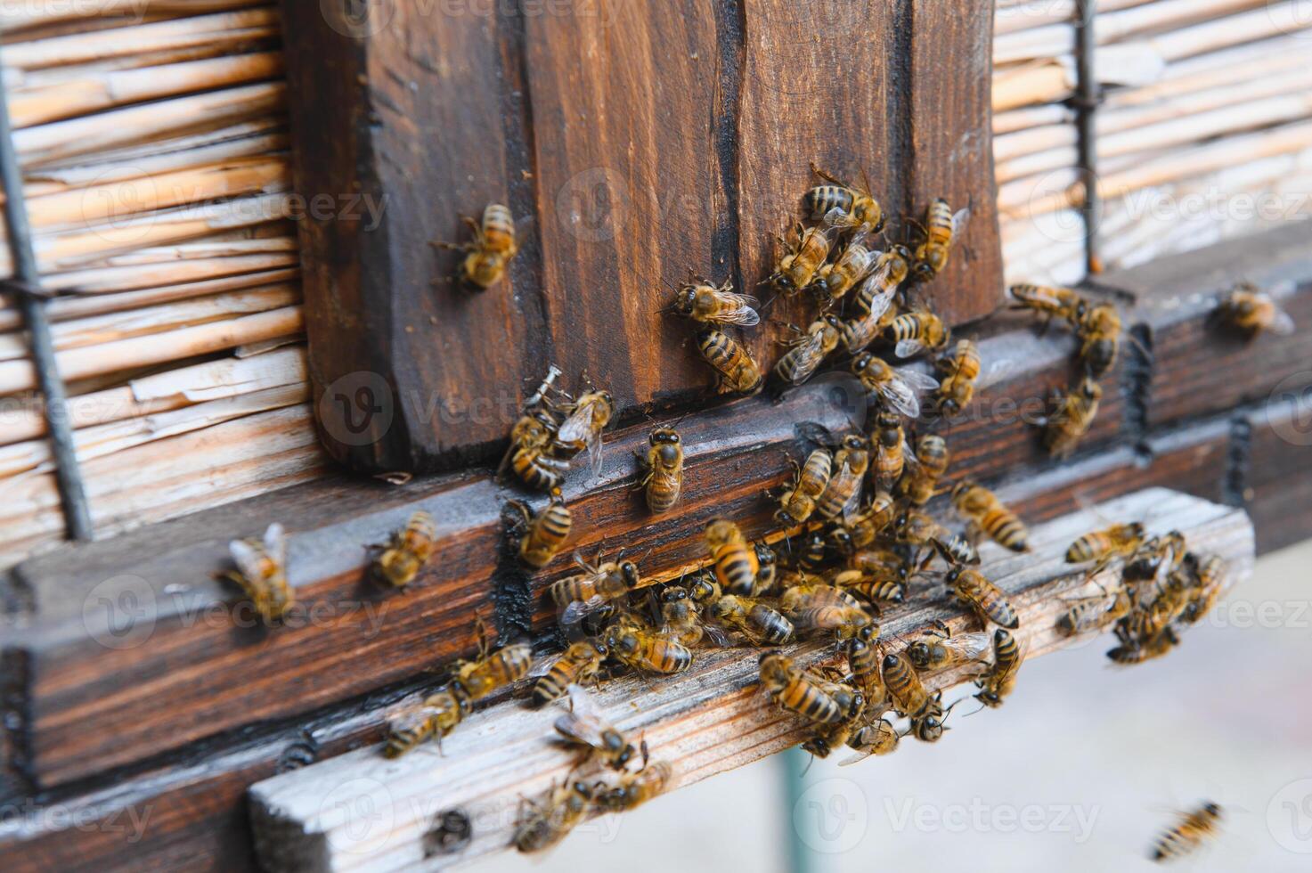 A lot of bees returning to bee hive and entering beehive with collected floral nectar and flower pollen. Swarm of bees collecting nectar from flowers. Healthy organic farm honey. photo