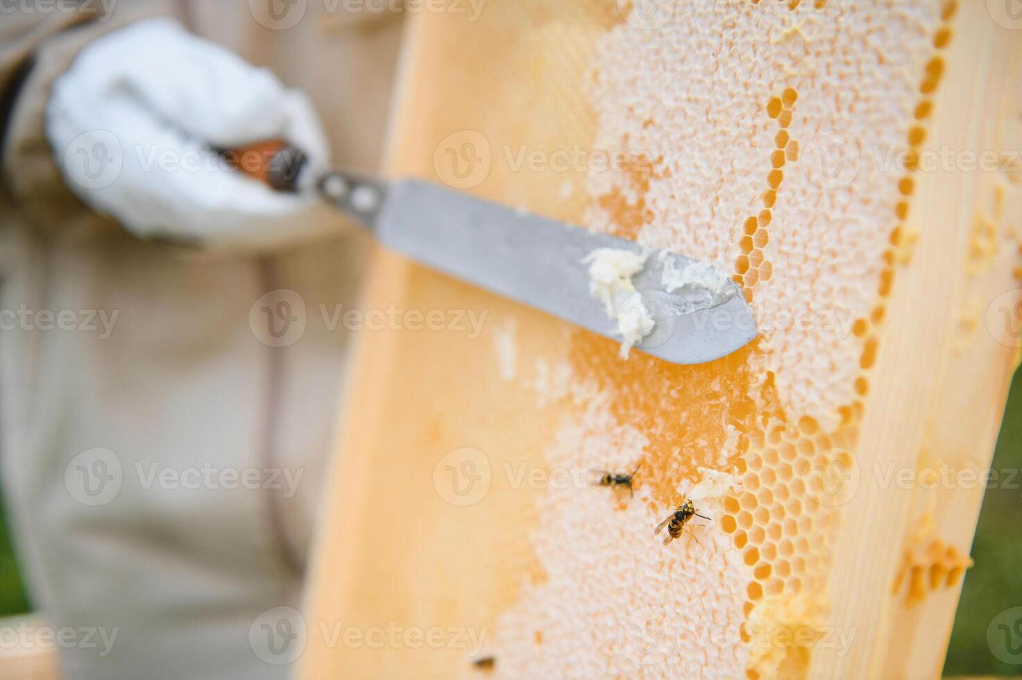 Beekeeper is working with bees and beehives on the apiary. Beekeeping concept photo