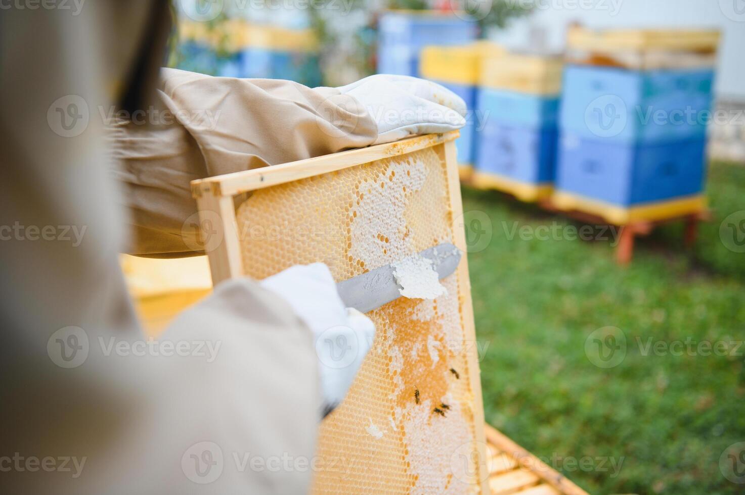 Beekeeper is working with bees and beehives on apiary. Bees on honeycomb. Frames of bee hive. Beekeeping. Honey. Healthy food. Natural products. photo