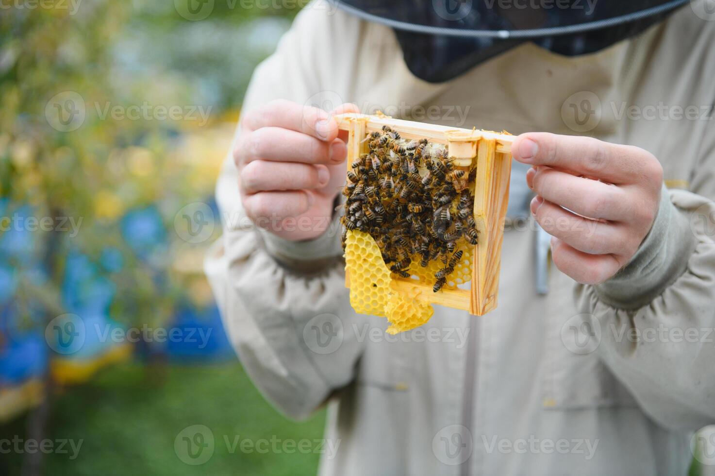 Beekeeper is working with bees and beehives on apiary. Bees on honeycomb. Frames of bee hive. Beekeeping. Honey. Healthy food. Natural products. photo