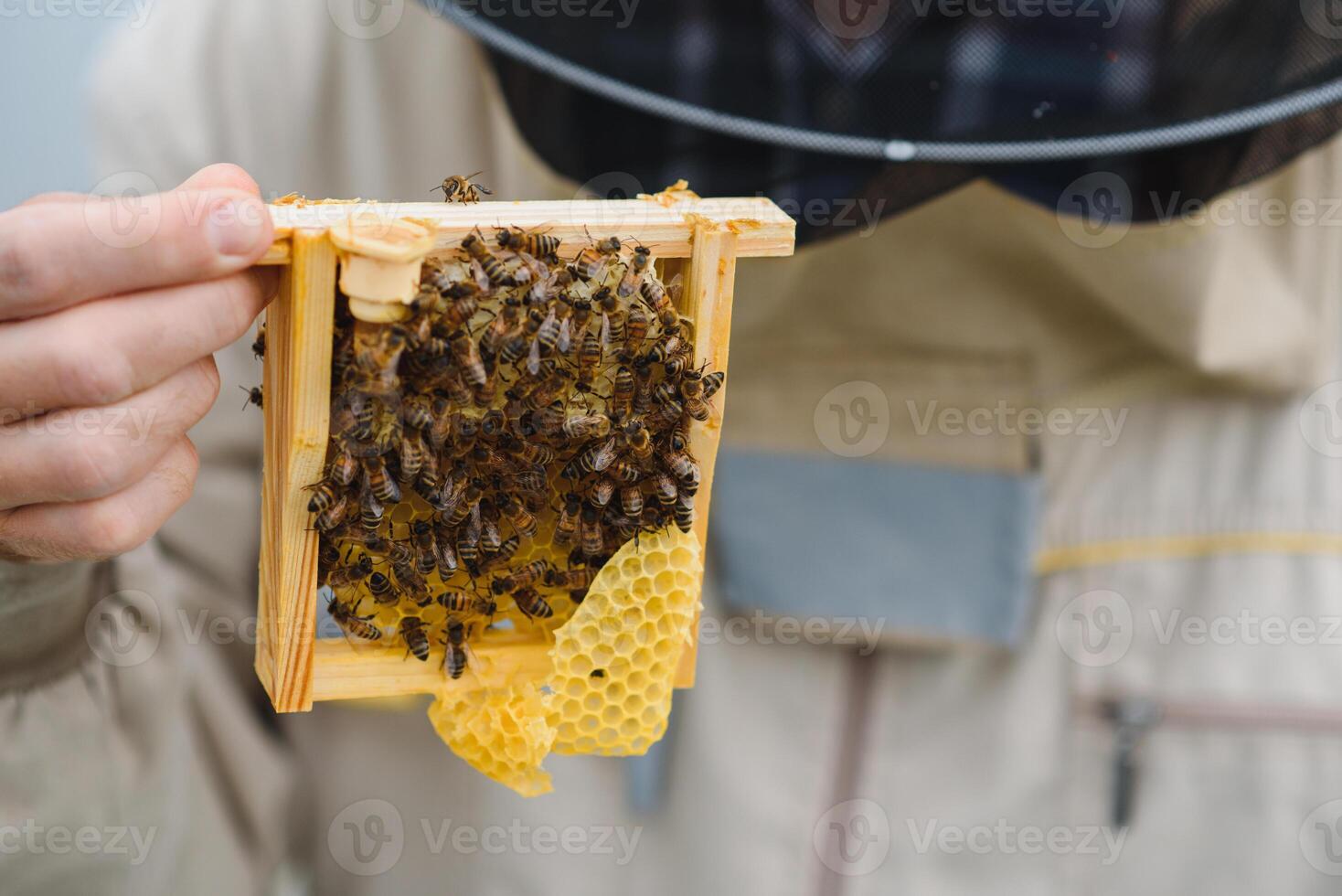 Beekeeper holding a small Nucleus with a young queen bee. Breeding of queen bees. Beeholes with honeycombs. Preparation for artificial insemination bees. Natural economy. Queen Bee Cages photo