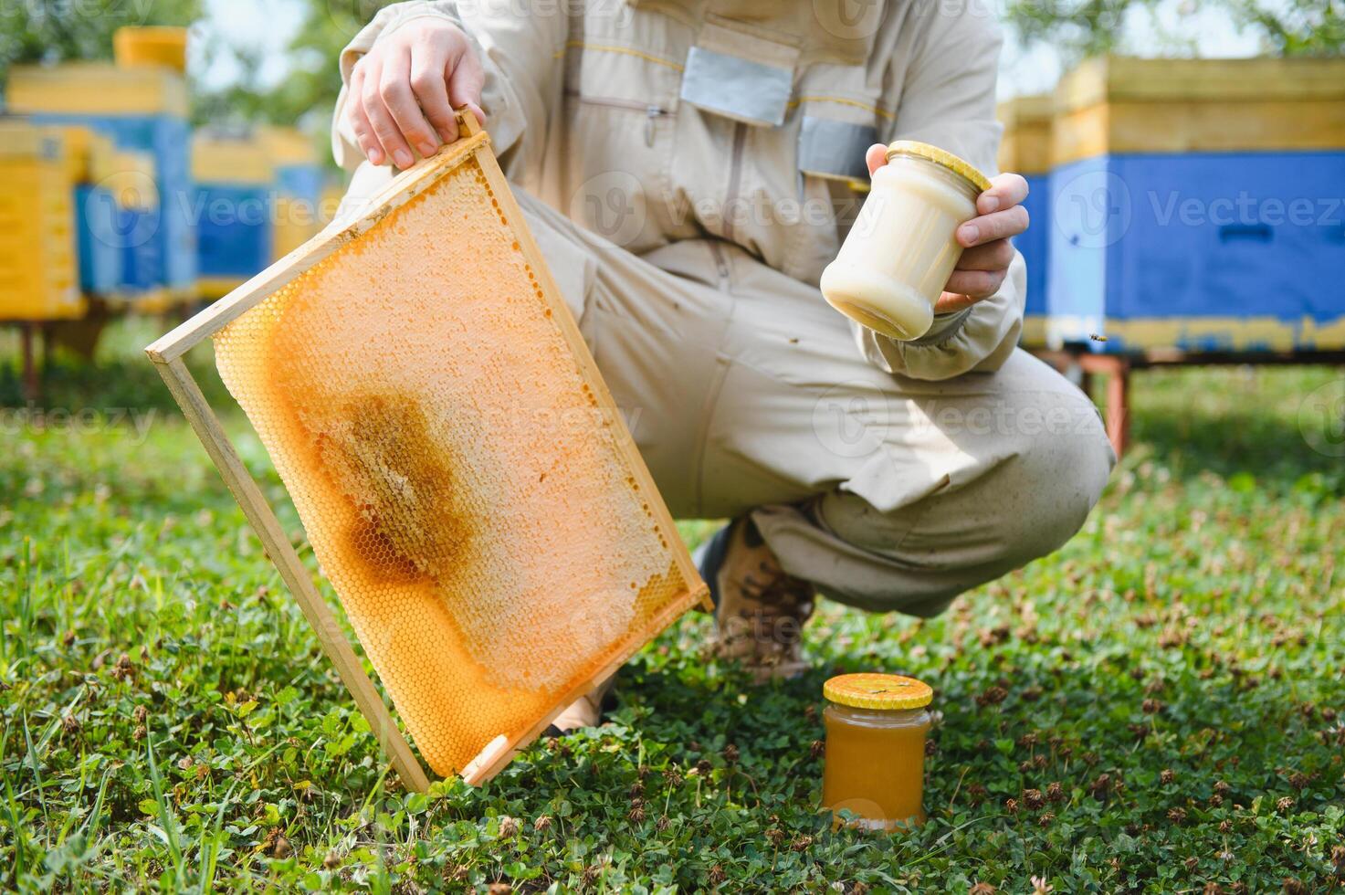 Beekeeper on apiary. Beekeeper is working with bees and beehives on the apiary. photo