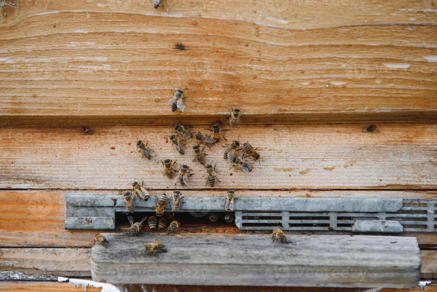 A lot of bees returning to bee hive and entering beehive with collected floral nectar and flower pollen. Swarm of bees collecting nectar from flowers. Healthy organic farm honey. photo