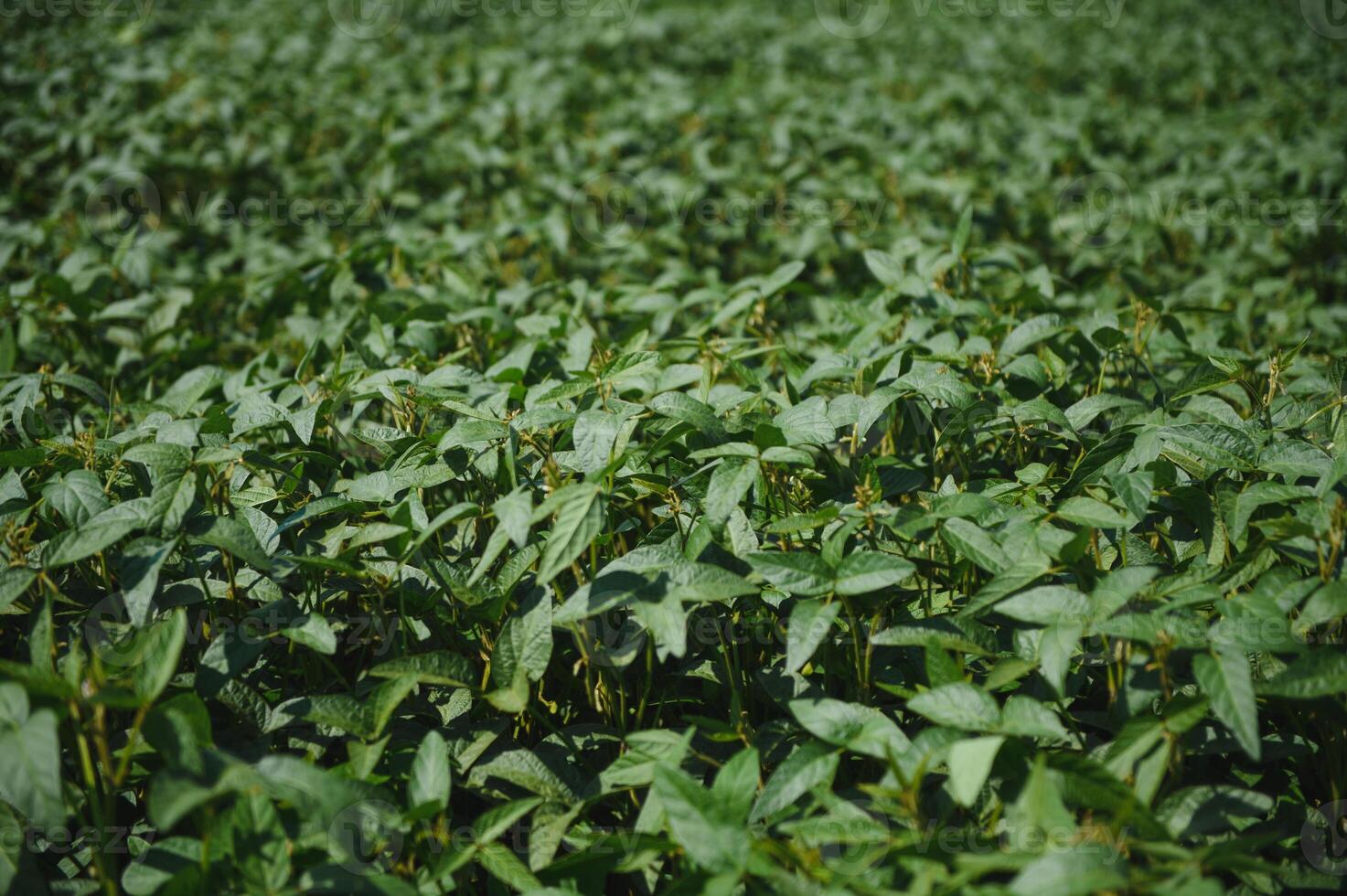 Soy pods at sunset, close up. Agricultural soy plantation and sunshine. Soy bean plant in sunny field . Green growing soybeans against sunlight photo