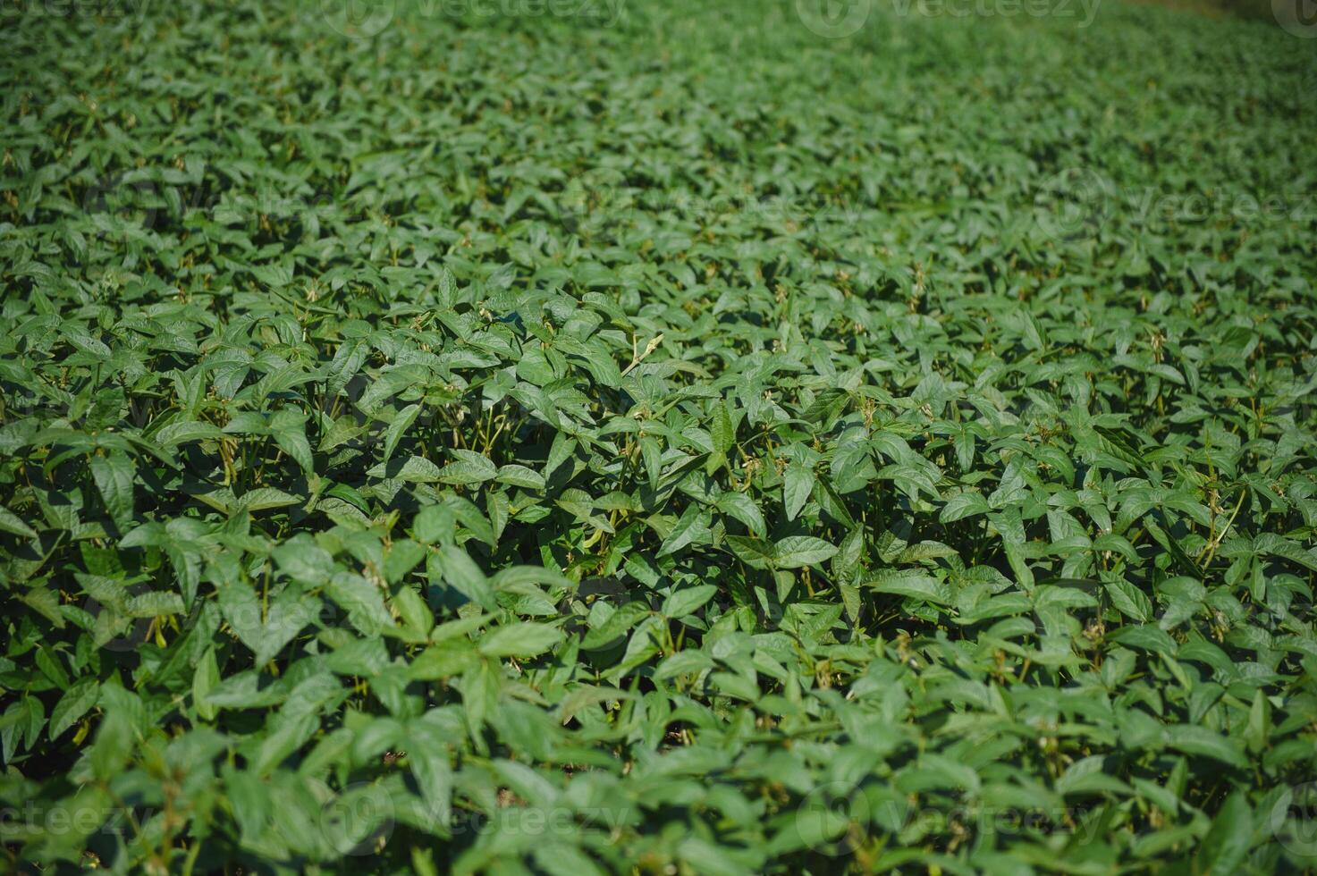 Soy pods at sunset, close up. Agricultural soy plantation and sunshine. Soy bean plant in sunny field . Green growing soybeans against sunlight photo