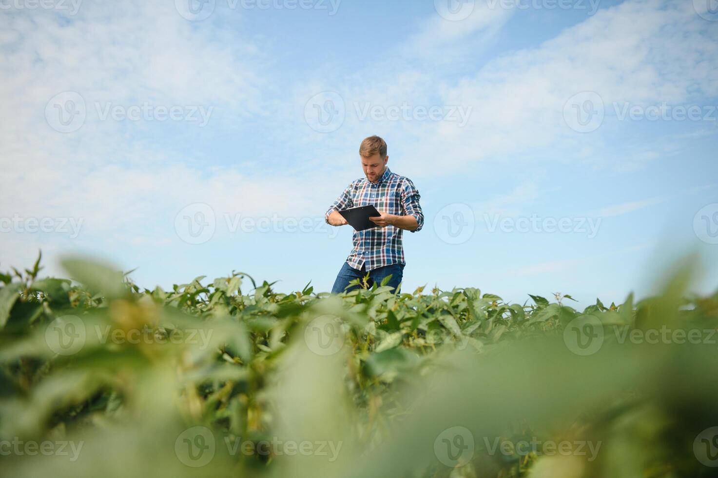 Agronomist inspecting soya bean crops growing in the farm field. Agriculture production concept. young agronomist examines soybean crop on field in summer. Farmer on soybean field. photo